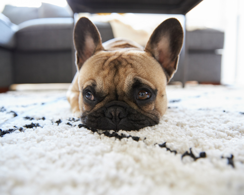 L'importance du nettoyage professionnel de tapis pour les propriétaires d'animaux domestiques  