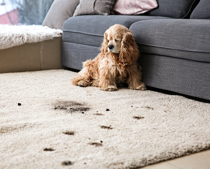 Comment garder vos tapis propres quand vous avez des animaux de compagnie ?